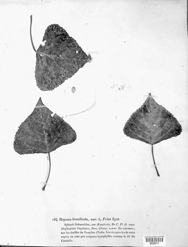 Sphaerulina frondicola image